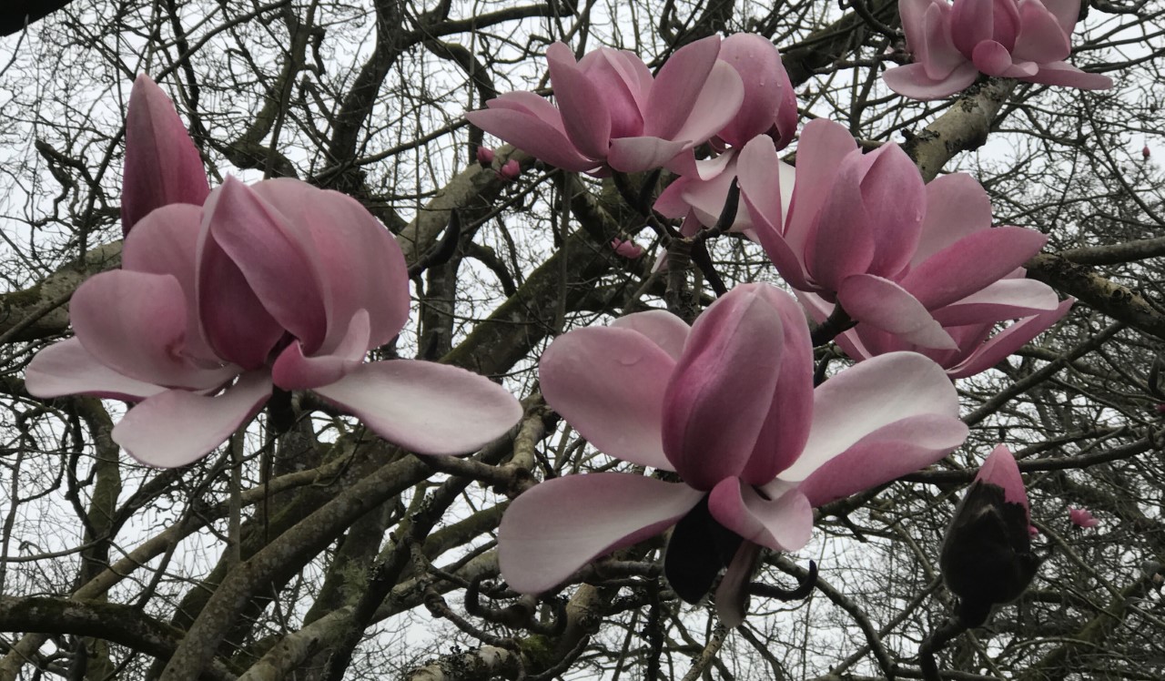 Magnolia campbellii
